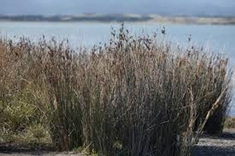 Juncus kruassii Juncus kruassii