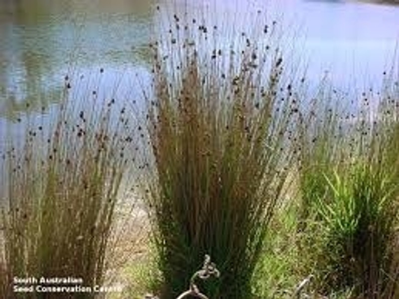 Juncus pallidus
