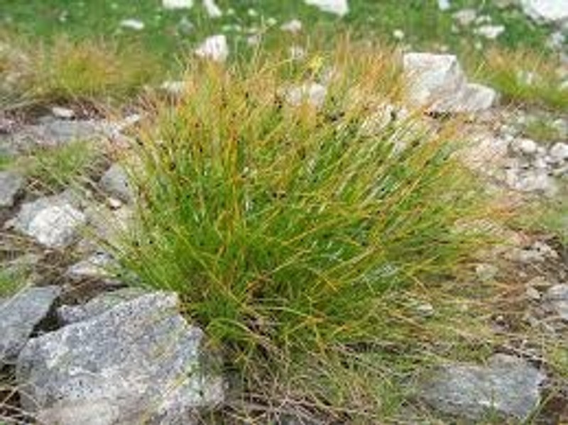 Juncus semisolidus Juncus semisolidus