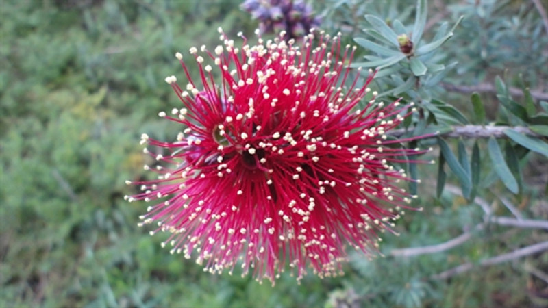 Kunzea baxteri