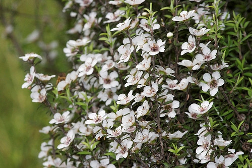 Leptospermum scoparium (pobřežní)
