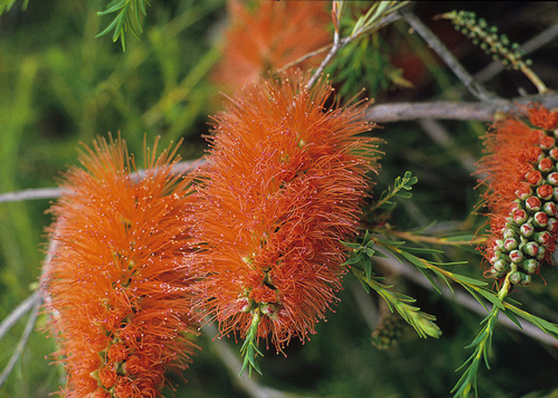 Melaleuca lateritia Melaleuca lateritia