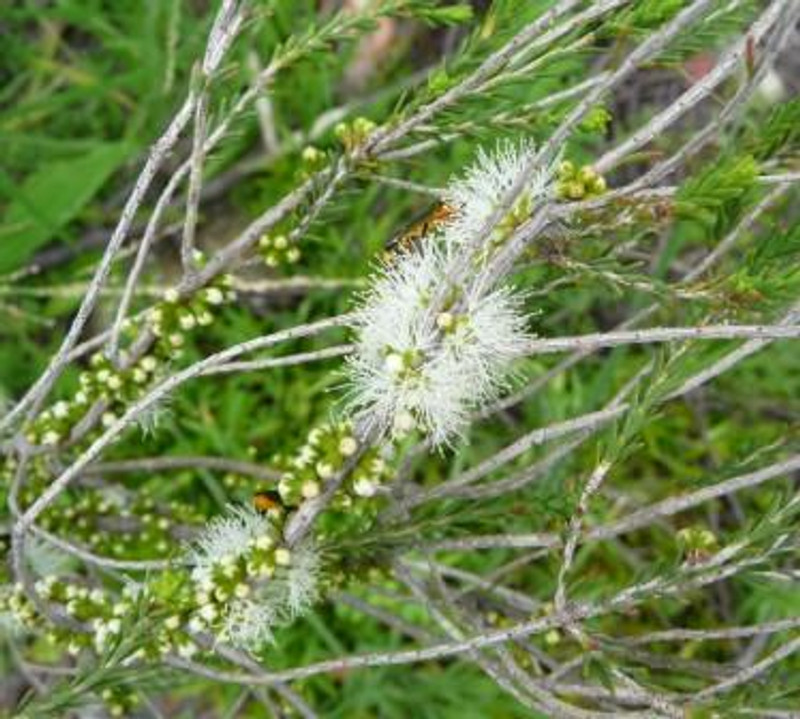 Melaleuca neglecta Melaleuca neglecta