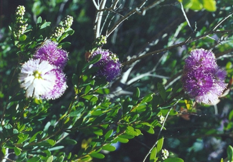 Melaleuca nesophila Melaleuca nesophila