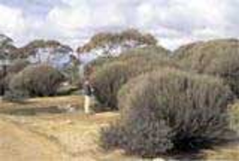 Melaleuca uncinata Melaleuca uncinata