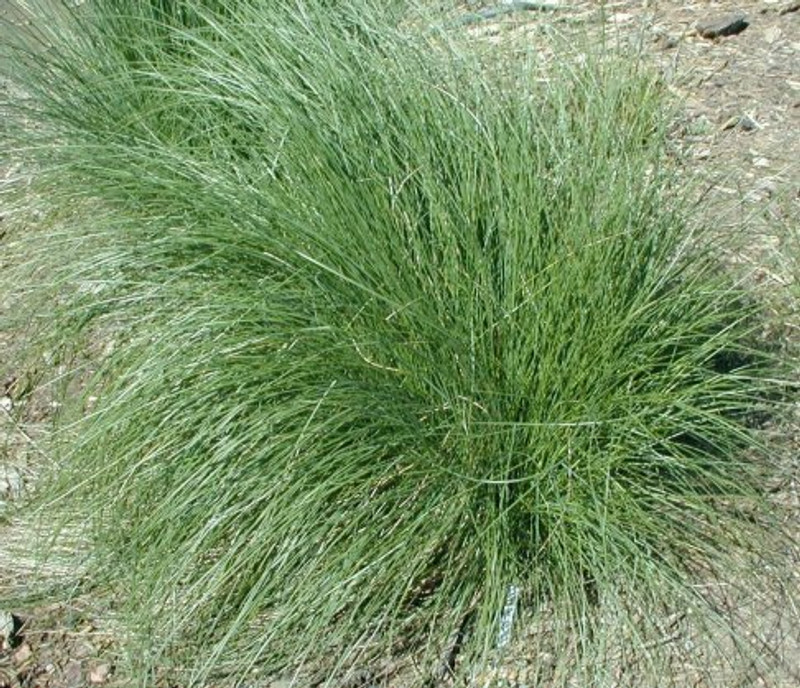 Poa poiformis Poa poiformis