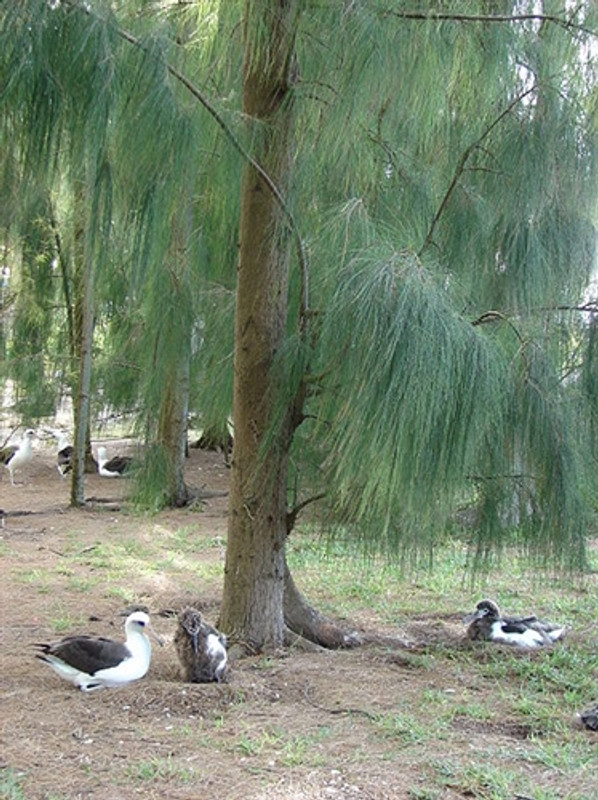 Casuarina glauca Casuarina glauca