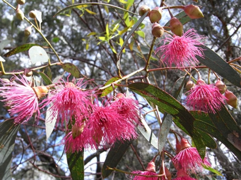 Eucalyptus leucoxylon subsp. megalocarpa - Eucalyptus leucoxylon 'Rosea',  Large-fruited Yellow Gum, Red Flowering Yellow Gu - Quinta dos Ouriques