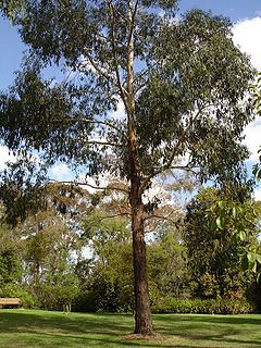 Eucalyptus ovata