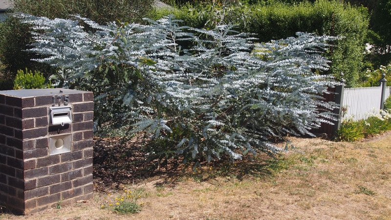 Eucalyptus pulverulenta 'baby blue' Eucalyptus pulverulenta 'baby blue'