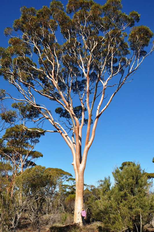 Eucalyptus salmonophloia