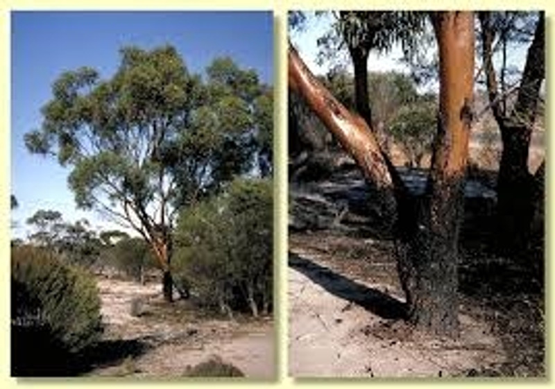 Eucalyptus sargentii Eucalyptus sargentii