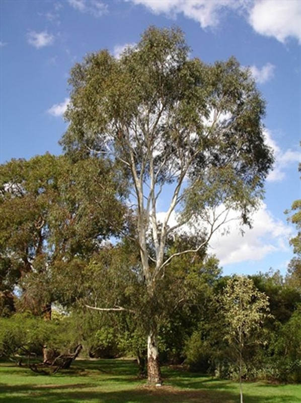 Eucalyptus scoparia Eucalyptus scoparia