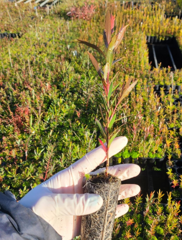 Callistemon viminalis Callistemon viminalis