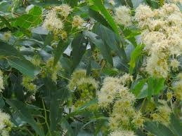 Corymbia eximea