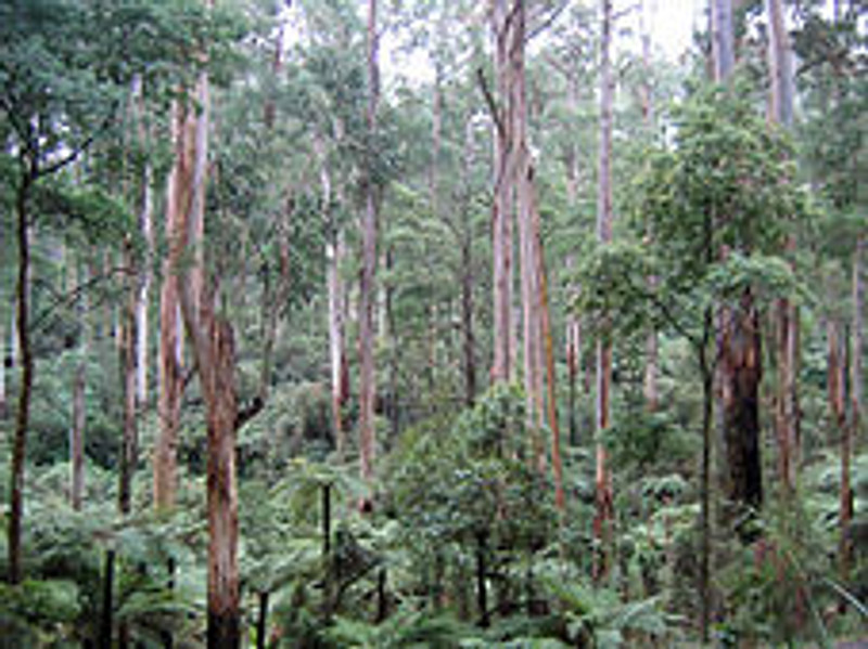 Eucalyptus regnans Eucalyptus regnans