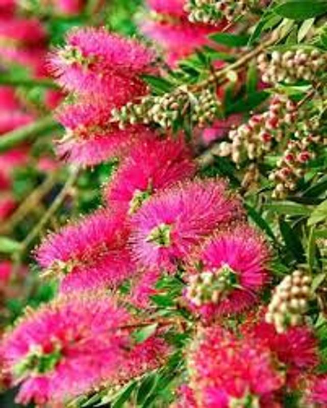Melaleuca wimmerensis Melaleuca wimmerensis