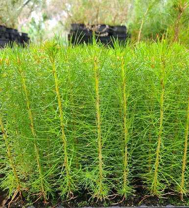 Pinus radiata - ERA Nurseries