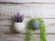Transform your living space with our 3D printed wall planters. Perfect for succulents or herbs, they add a unique touch to any wall. Indoor use only.