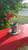 Leatherette Tablecloth-Cherry