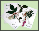 Poisonous Plants Kit