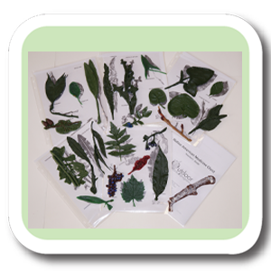Native American Medicinal Plants Kit