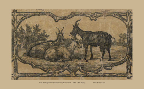 Goats -  Connecticut 1854 Old Town Map Custom Print - New London Co.