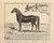Picture of Horse Addison Lambert, Orwell 1876- from the Burgett & Co Vermont State Atlas - Old Map Reprint 25a Picture of Horse Addison Lambert, Orwell 1876- from the Burgett & Co Vermont State Atlas - Old Map Reprint 25a