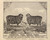 Picture of Thorough Bred Merino Rams Bonaparte & Silver Horn, Middlebury 1876- from the Burgett & Co Vermont State Atlas - Old Map Reprint 66e Picture of Thorough Bred Merino Rams Bonaparte & Silver Horn, Middlebury 1876- from the Burgett & Co Vermont State Atlas - Old Map Reprint 66e