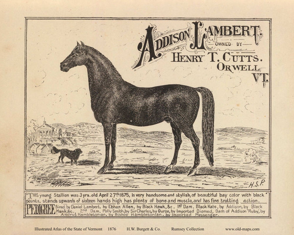 Picture of Horse Addison Lambert, Orwell 1876- from the Burgett & Co Vermont State Atlas - Old Map Reprint 25a Picture of Horse Addison Lambert, Orwell 1876- from the Burgett & Co Vermont State Atlas - Old Map Reprint 25a