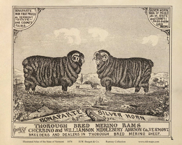 Picture of Thorough Bred Merino Rams Bonaparte & Silver Horn, Middlebury 1876- from the Burgett & Co Vermont State Atlas - Old Map Reprint 66e Picture of Thorough Bred Merino Rams Bonaparte & Silver Horn, Middlebury 1876- from the Burgett & Co Vermont State Atlas - Old Map Reprint 66e
