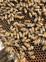 ​Plant Hemp Trees and Save the Bees: How Cannabis Can Help Prevent Colony Collapse