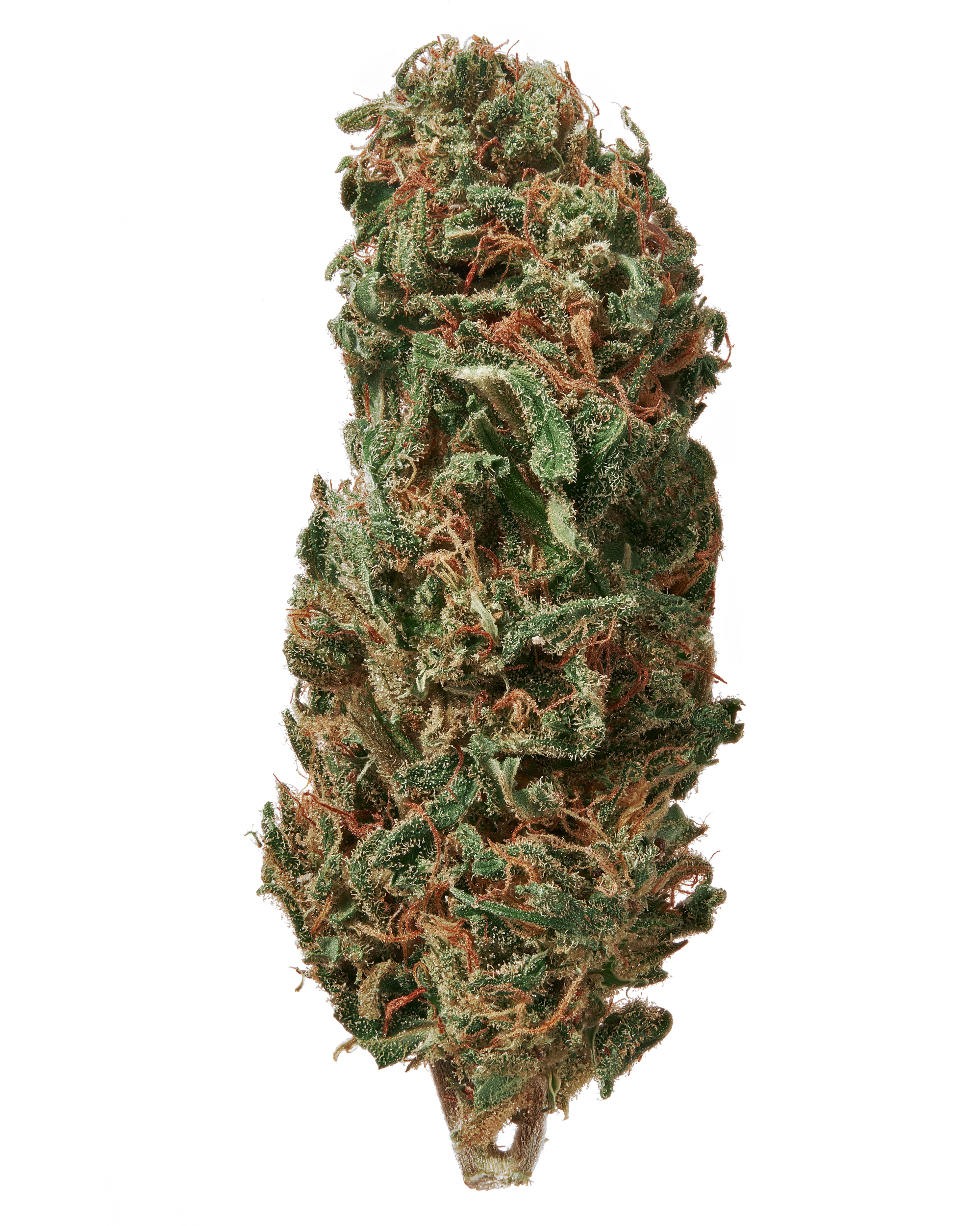 Sour Hawaiian Haze CBD