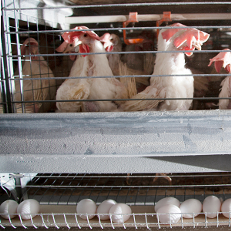 Egg Production HACCP Recommendation