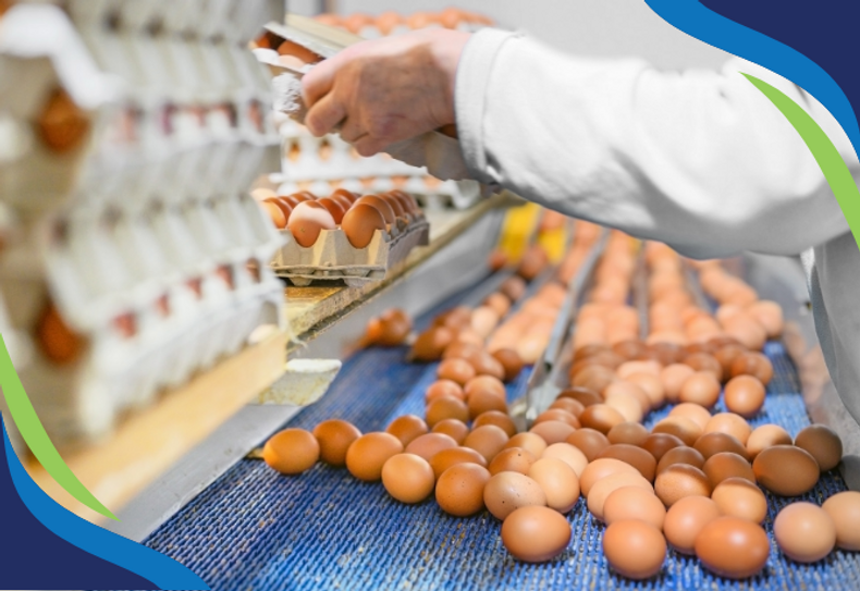 Egg Production HACCP Recommendation