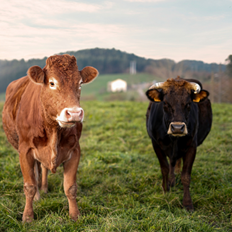 Beef Processing HACCP 