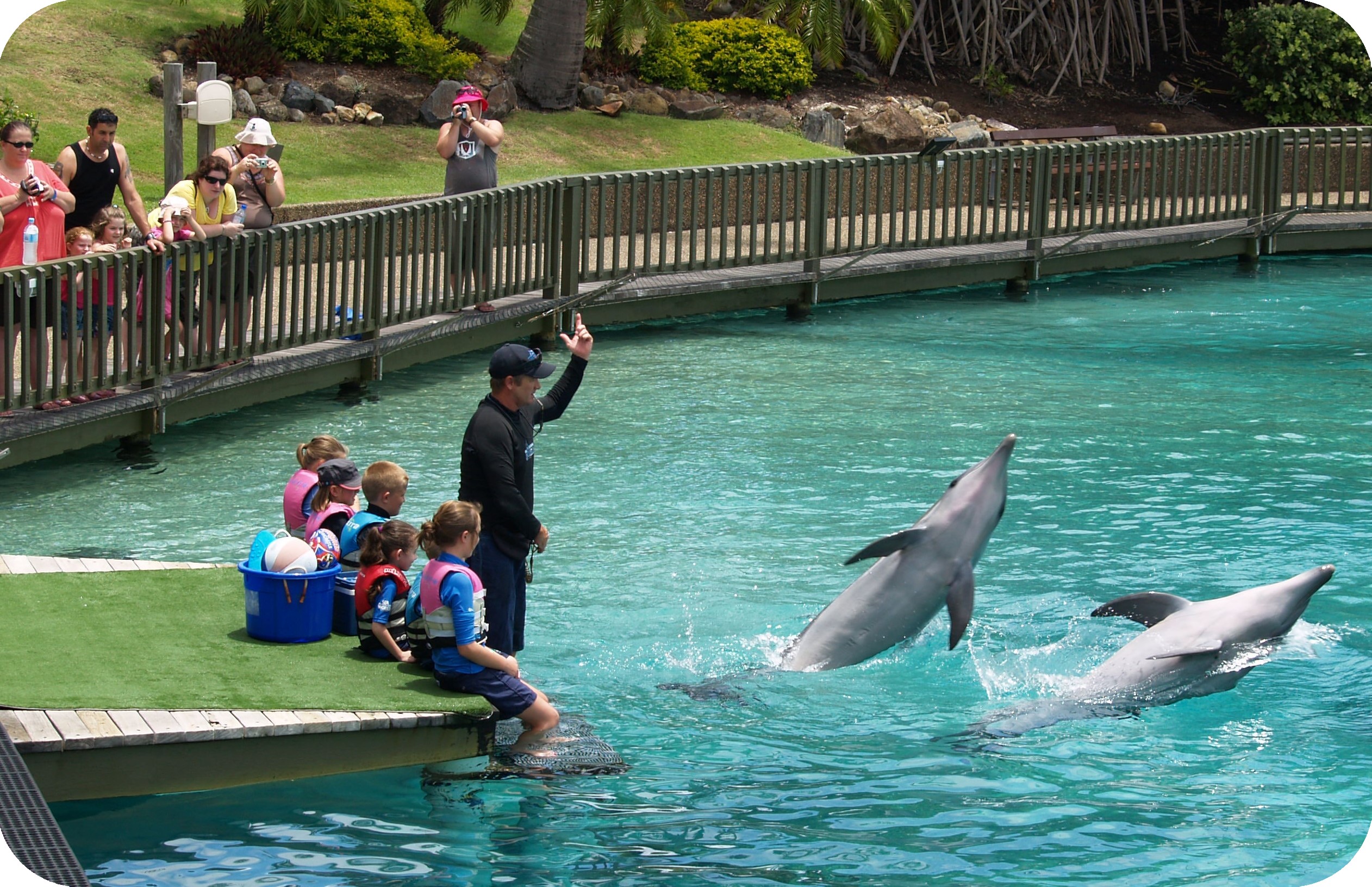 dolphin-show-zoo.jpg