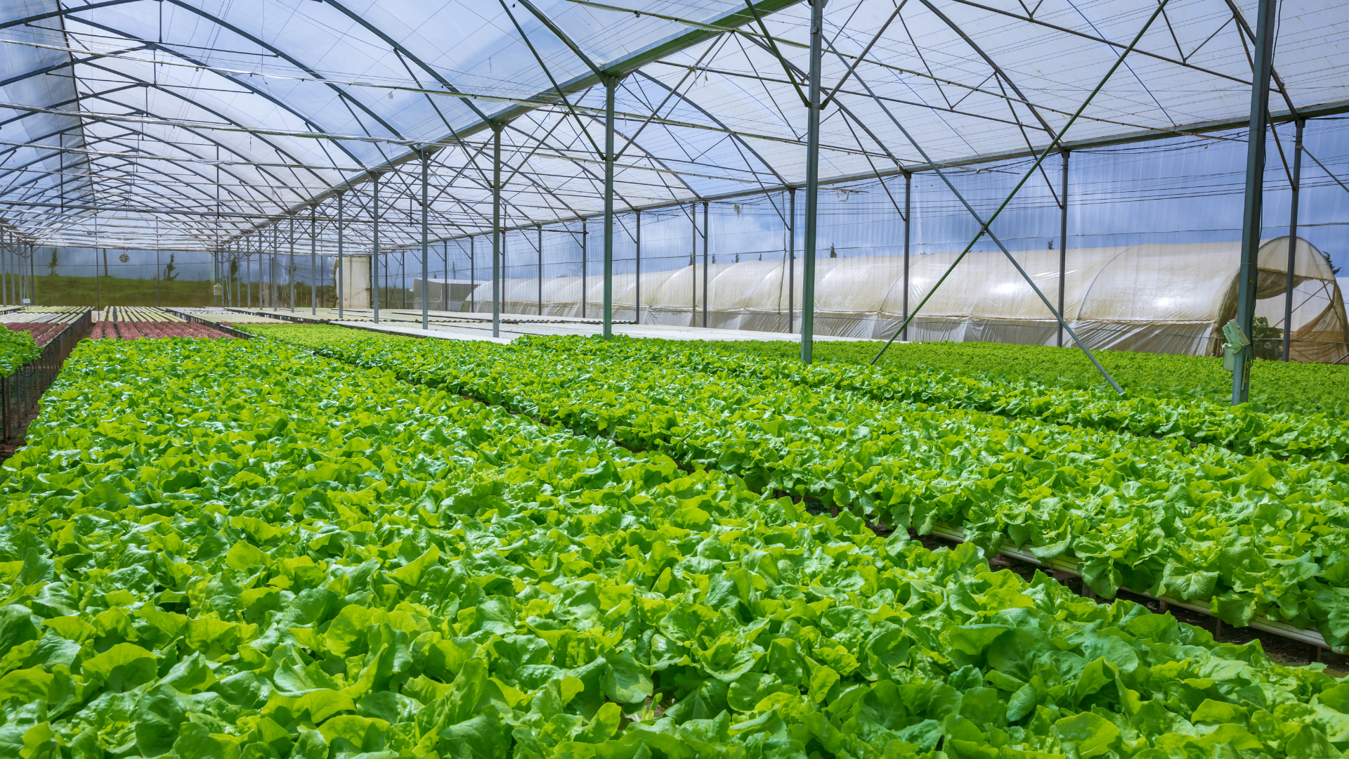 Ozone Use in the Hydroponics Industry