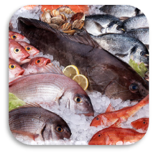 ice-fish-pic.png ice-fish-pic.png