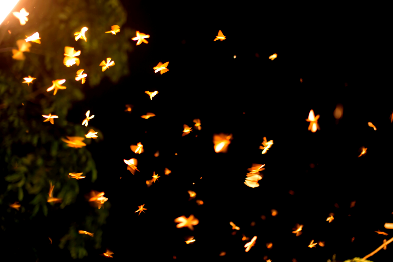 How to Keep Bugs Away From Your Outdoor Space Fire Pit Art