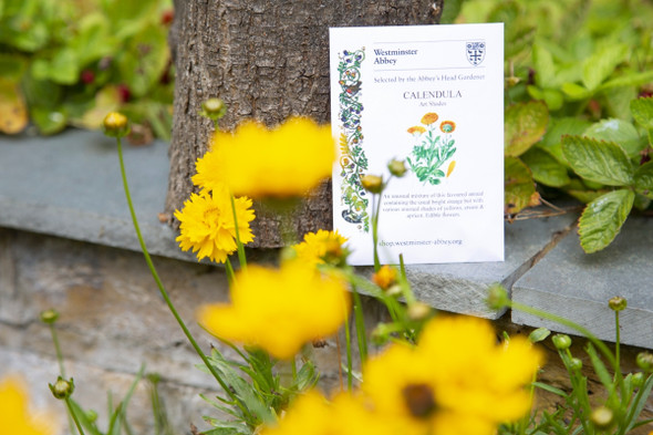 Westminster Abbey Calendula Seeds