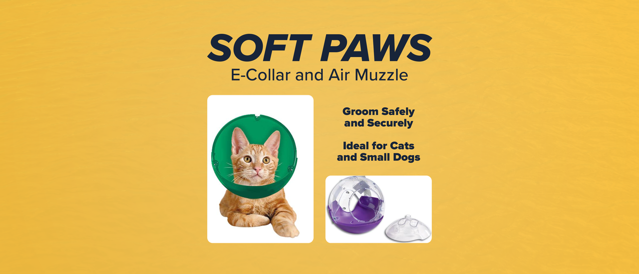 An image of an e-collar and air muzzle