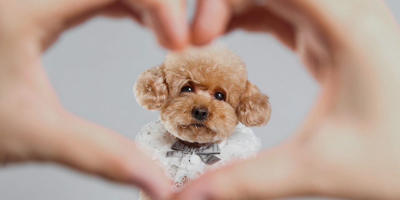 Artero Bichon Dog Model and Fur Kit