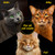  Chris Christensen Top Cat Gorgeous Gold Shampoo 