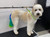 Jigsew Biothane Grooming Loop with Clip, adjustable green grooming leash on a dog with multicolored tail, standing on grooming table in a pet grooming salon.