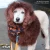 Opawz Teddy Brown Pet Hair Dye Kit, image of a dog with brown dyed hair around the ears and face, wearing a Halloween-themed bandana on a walk outdoors.