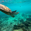 Ningaloo Reef, Coral Bay Australian Native Signature Pure Soy Candle