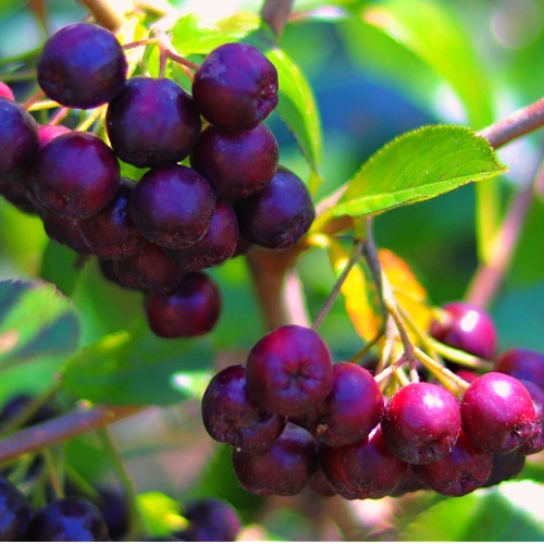 Acai Berry Anthocyanin Skin Properties, Skincare By Sonya Australia