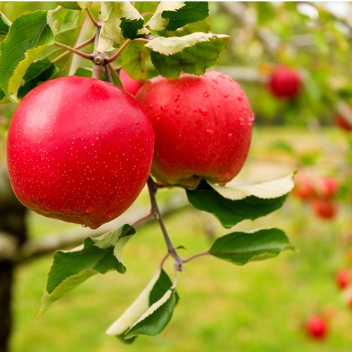 Apple  + Lipids + Vitamin B3 Face Cleanser, Organic Skincare By Sonya Australia
