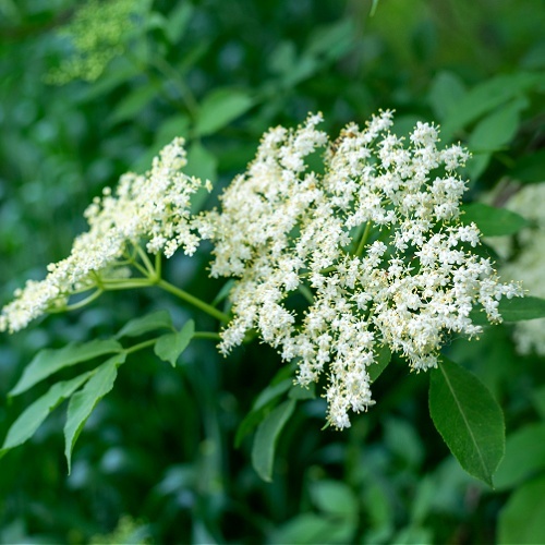 Elderflower Skin Properties, Skincare By Sonya Australia